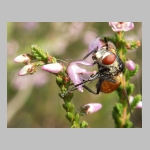 Gymnosoma sp - Raupenfliege 18.jpg